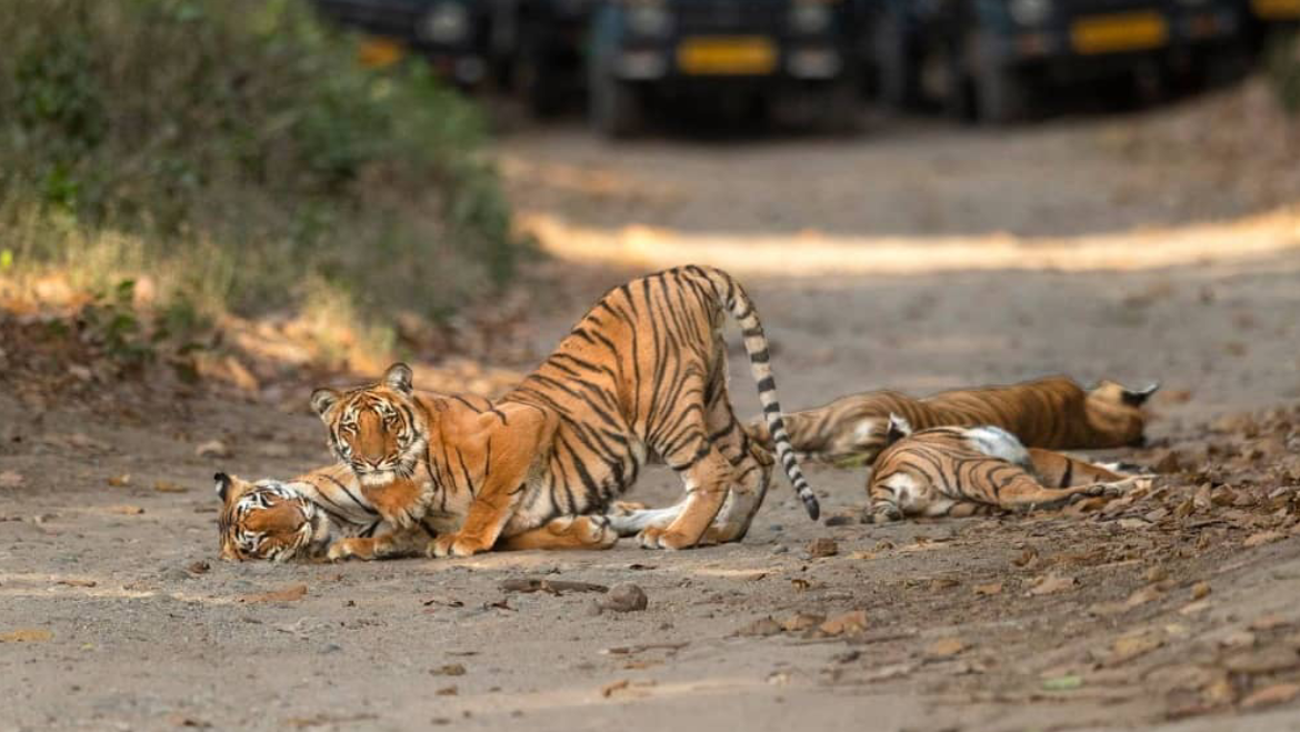 Wildlife Safari Tour in India