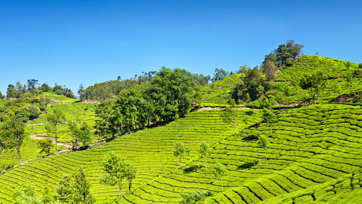 A Pleasant Tour In Munnar