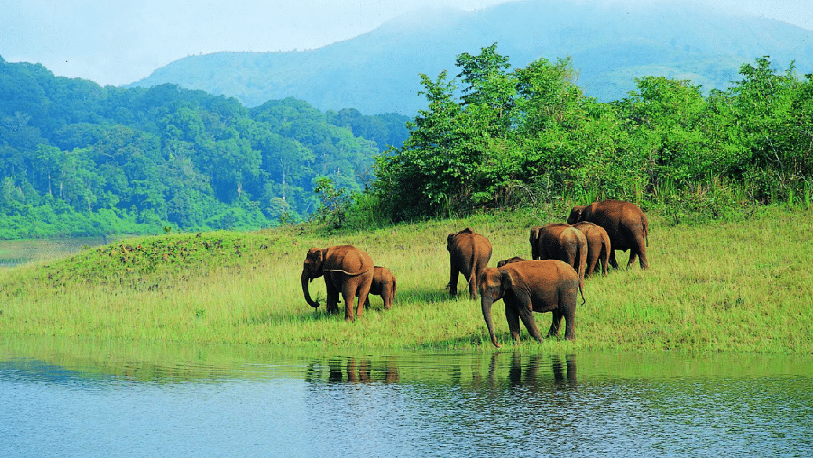 Best Selling Kerala Houseboat & Jungle Safari Tour Package