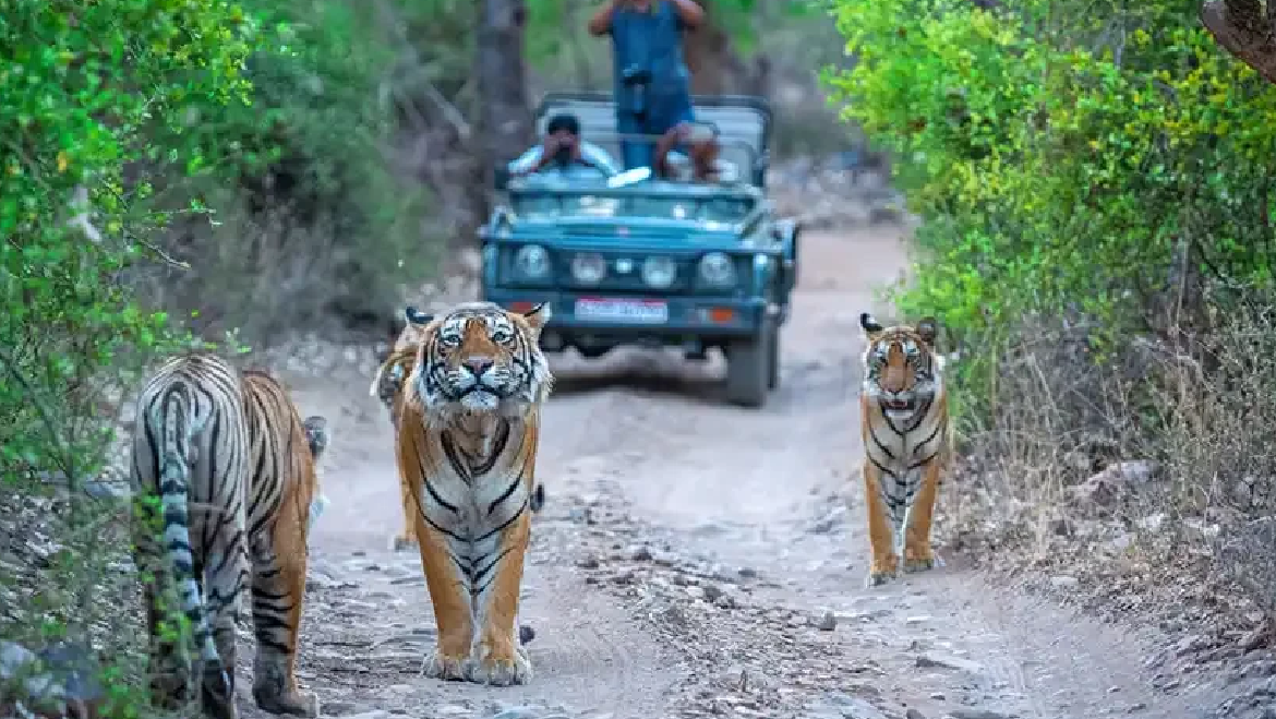 Jim Corbett Wilderness Tour Package  